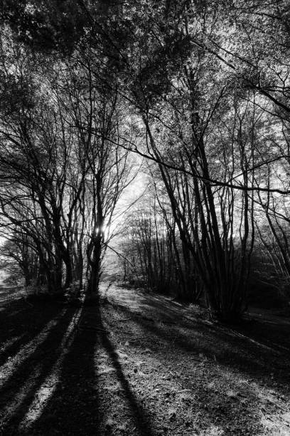 istock Beech trees in Canfaito forest (Marche, Italy) at sunset with long shadows 1053344056