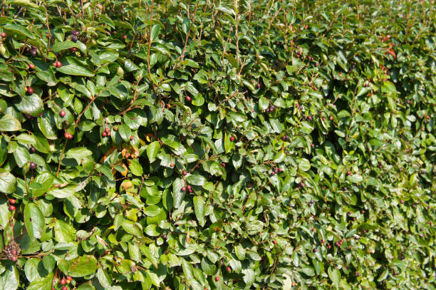 Cotoneaster lucidus or shiny cotoneaster green plant Cotoneaster lucidus or shiny cotoneaster green plant cotoneaster stock pictures, royalty-free photos & images