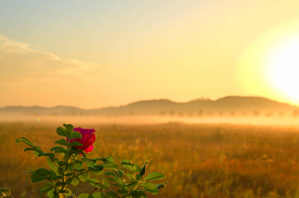 Morning scenery of foggy wetlands