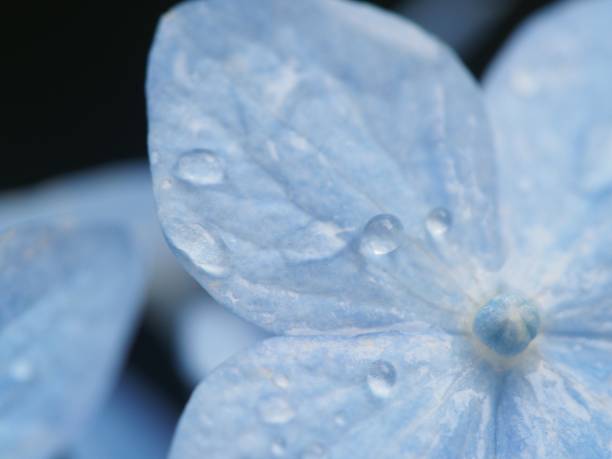 istock ajisai, hydrangea petal with raindrops close up 1053347672