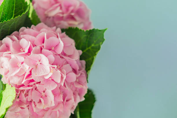istock beautiful blooming pink hydrangea flowers on blue background with copy space 1053349460