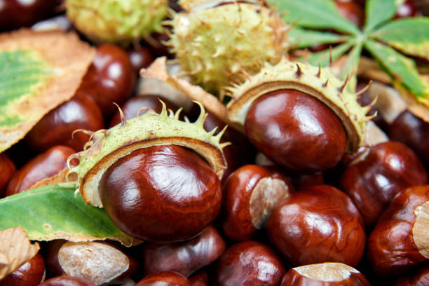istock Ripe chestnuts background. Autumn decorations. Autumn concept. 1053349938