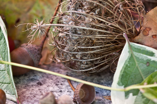 istock Autumn decoration with leaves 1053351004
