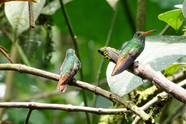 istock Rufous-tailed hummingbirds on a branch 1053352294