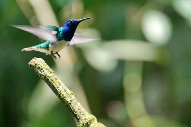 istock White-necked jacobin hummingbird taking off from a branch 1053352348