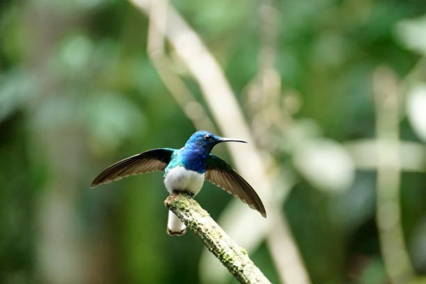 istock White-necked jacobin hummingbird on a branch 1053352578