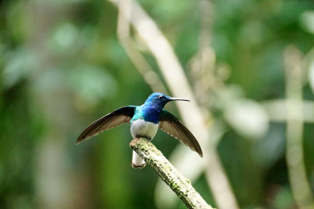 istock White-necked jacobin hummingbird on a branch 1053352688