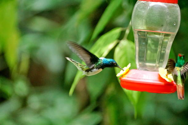 istock White-necked jacobin hummingbird in flight 1053352804