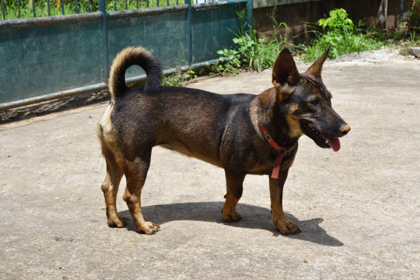 istock Dark brown dog standing on concrete floor 1053356434