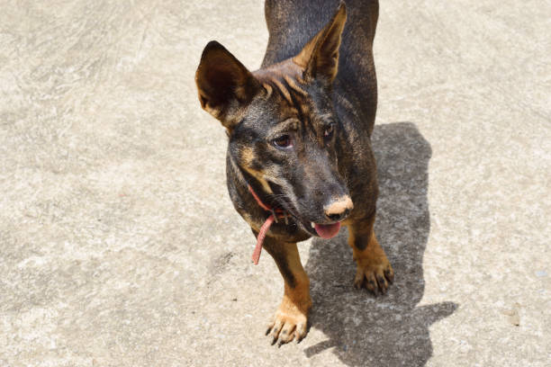 istock Dark brown dog standing on concrete floor 1053356548