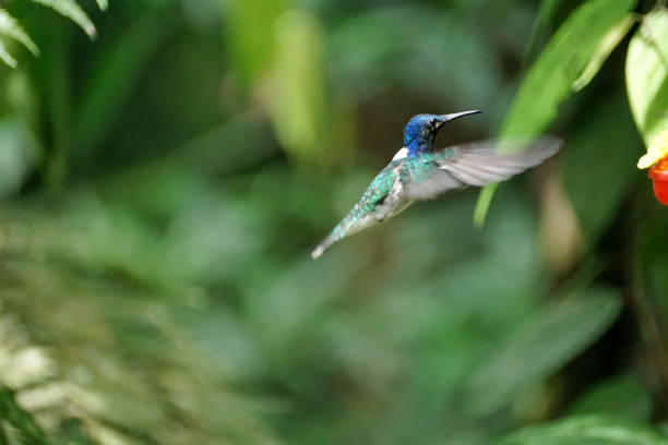 istock White-necked jacobin hummingbird in flight 1053357628