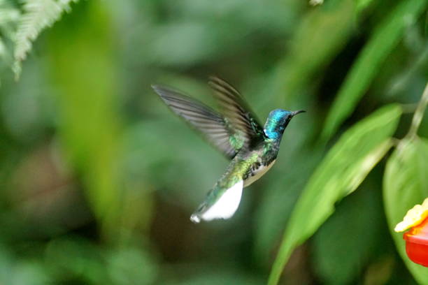 istock White-necked jacobin hummingbird in flight 1053357760