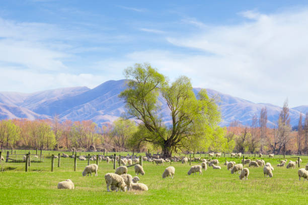 istock New Zealand Landscape with Sheep 1053358090