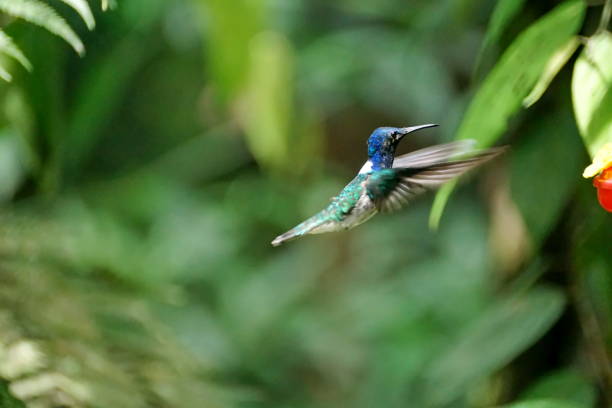 istock White-necked jacobin hummingbird in flight 1053358102