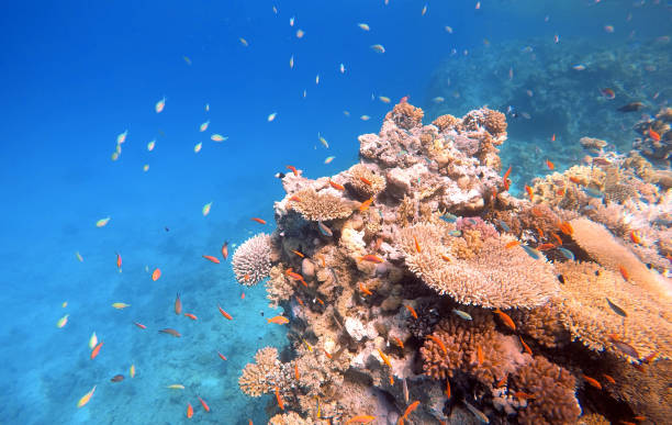 istock Amazingly beautiful coral reef with a plenty of fish 1053358206
