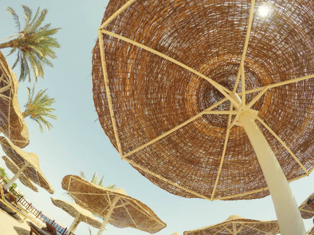 istock Rest on the sea, palms and sunshine 1053358274