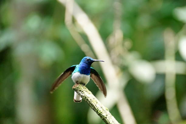 istock White-necked jacobin hummingbird on a branch 1053358480