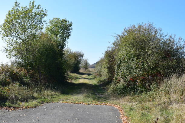 istock country road with bushes 1053363572