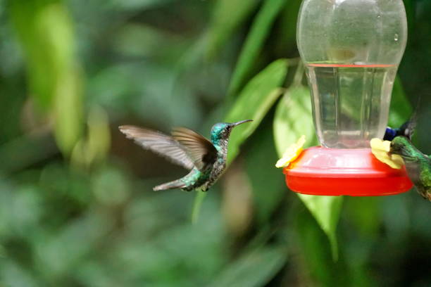 istock Andean emerald hummingbird in flight 1053363622