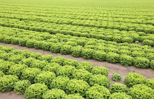 field of green lettuce grown in the plains