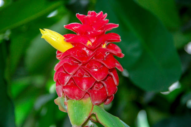 istock Closeup to Flower bloom 1053369422