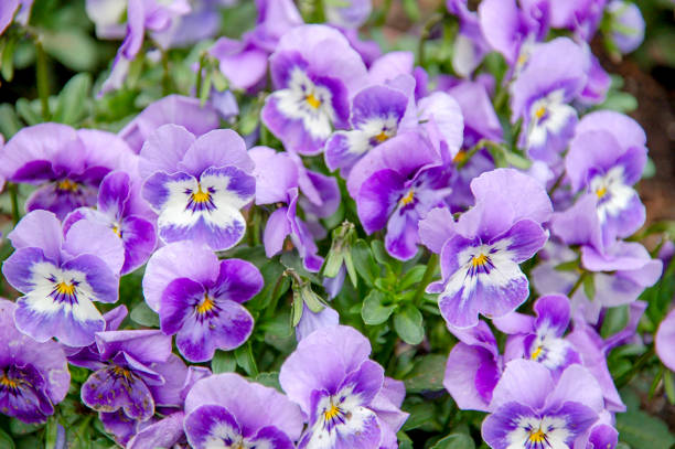 istock Closeup to Flower bloom 1053369522