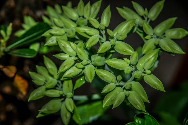istock Closeup to Flower bloom 1053369640