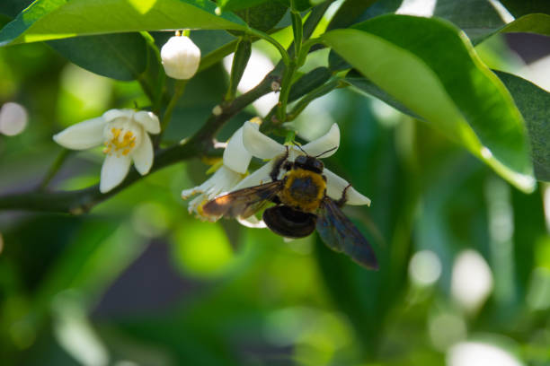 istock Carpenter bee - Xylocopa Latreille 1053369744