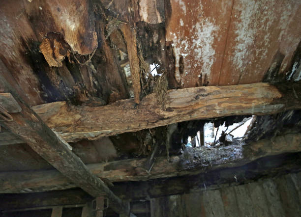 istock rotten and broken ceiling of an old abandoned house with the ris 1053370026