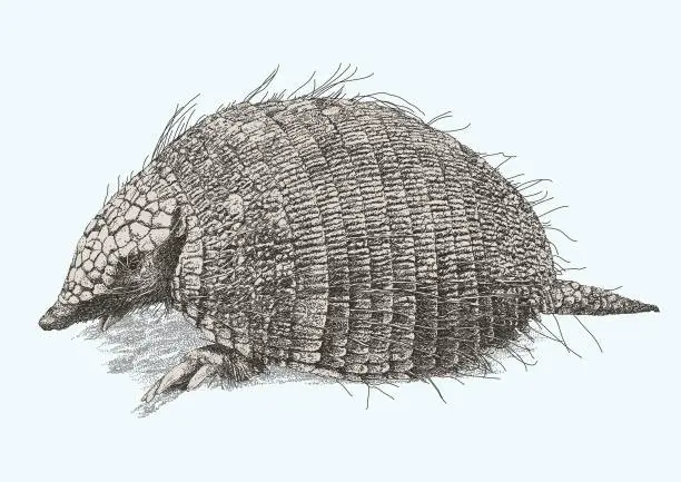 Vector illustration of Hairy Armadillo