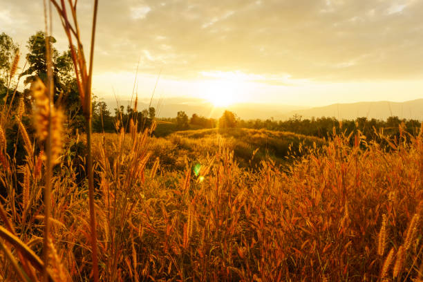 istock Desho grass Pennisetum pedicellatum at sunset time. Beautiful grass flower. background grass flower and orange light floral background. 1053373002