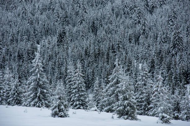 istock Christmas background with snowy fir trees 1053373744