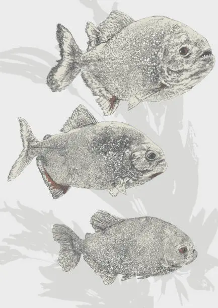 Vector illustration of Piranha Fish