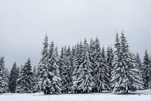 istock Winter landscape with snow on trees 1053374600