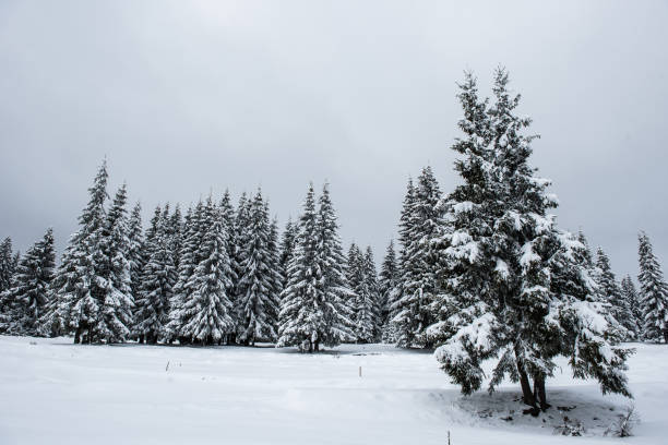 istock Winter landscape with frozen trees 1053374626