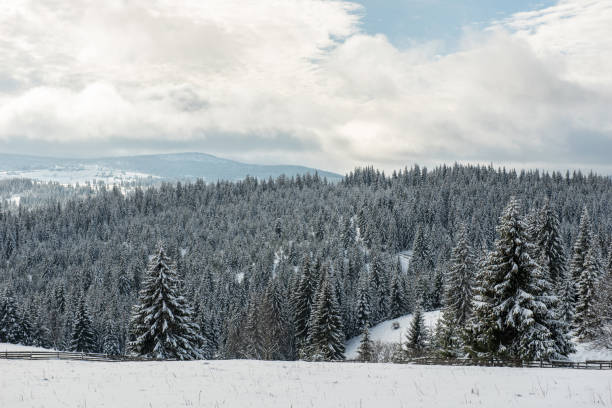 istock Christmas background with snowy fir trees 1053375732