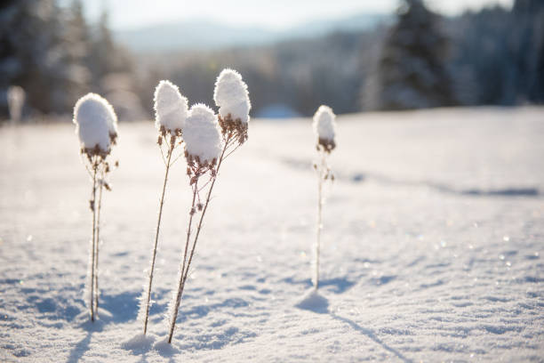 Winter countryside landscape with snow covered trees and hills