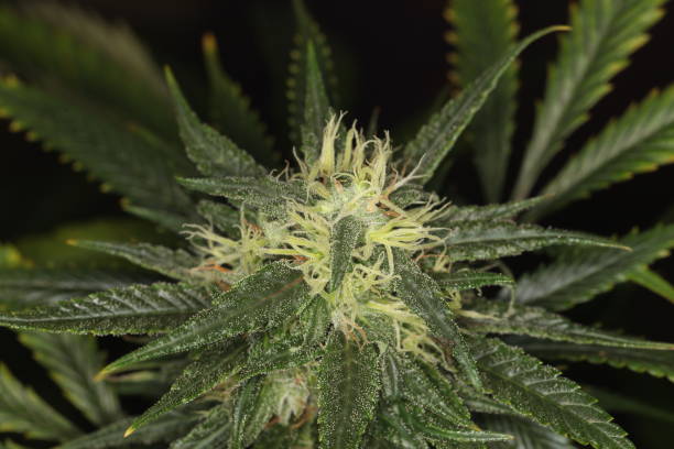 istock CBD marijuana hemp medical cannabis 1053376770