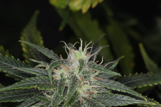 istock CBD marijuana hemp medical cannabis 1053376876