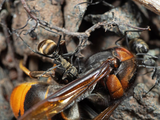 istock Macro Photo of Polyrhachis Dives Ant Attack Wasp 1053377106