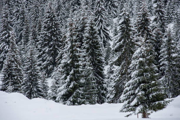 istock Christmas background, snow covered forest in winter 1053377520