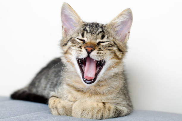 istock Pet animal; cute cat 1053377528
