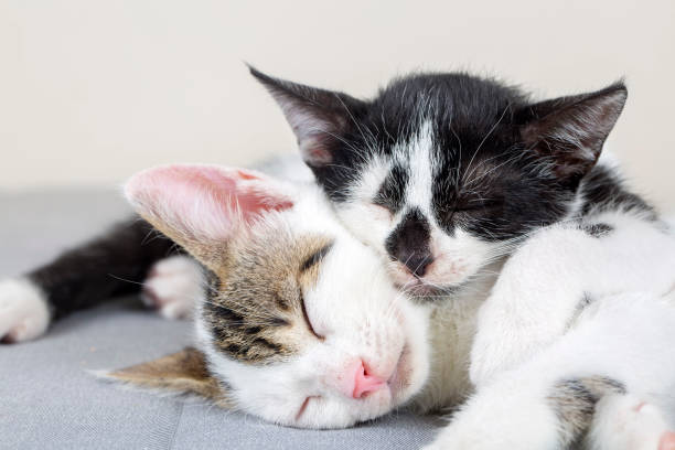 istock Pet animal; cute cat 1053377600