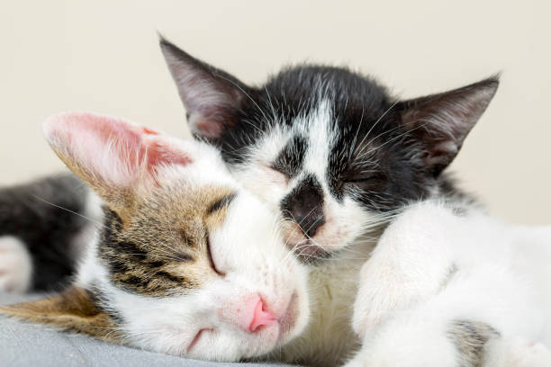 istock Pet animal; cute cat 1053377710