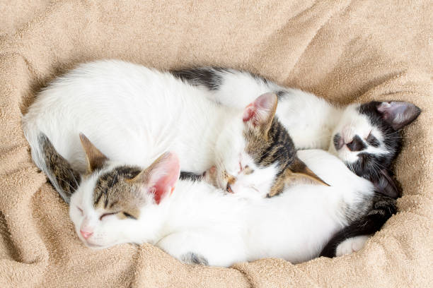 istock Pet animal; cute cat 1053377790