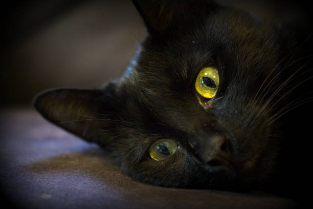 istock Pet animal; cute cat 1053377874