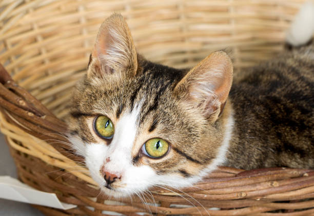 istock Pet animal; cute cat 1053378982