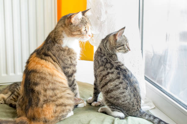 istock Pet animal; cute cat 1053379076