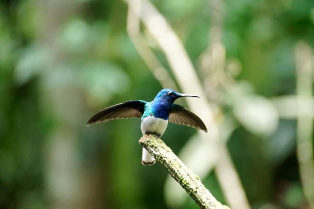 istock White-necked jacobin hummingbird on a branch 1053379466