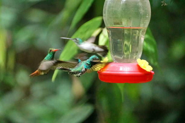 istock Hummingbirds at a feeder 1053379664